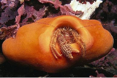 三线同开！ 据报《八方旅人》开发商Acquire目前有三个项目正在制作中