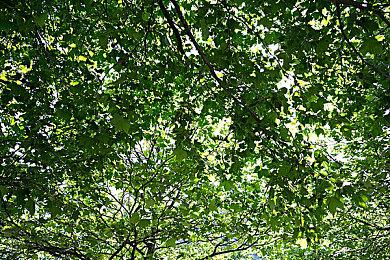 《肯泽拉传说：扎乌》将提供英语和斯瓦西里语配音